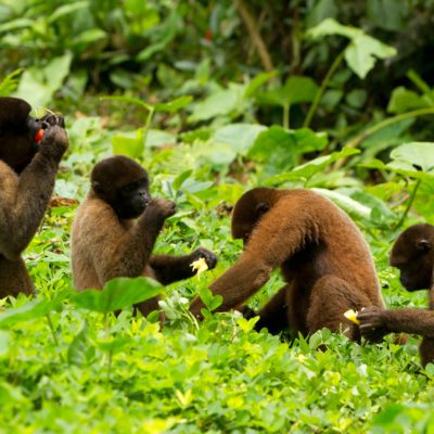 9253923 – family of chorongo monkey in ecuadorian jungle. wildlife shoot
